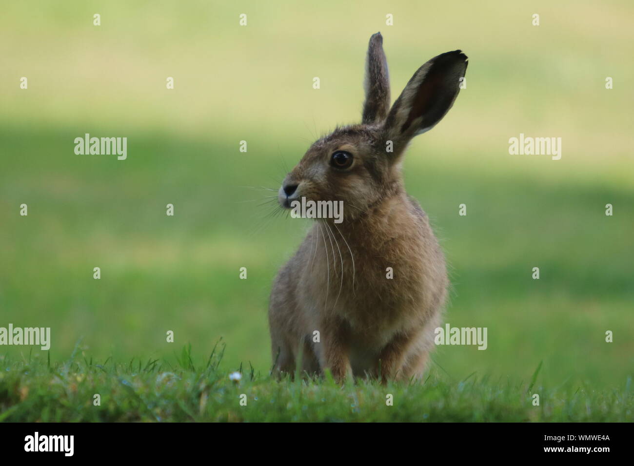 Nahaufnahme eines jungen Hasen mit weichem Gras im Hintergrund Stockfoto