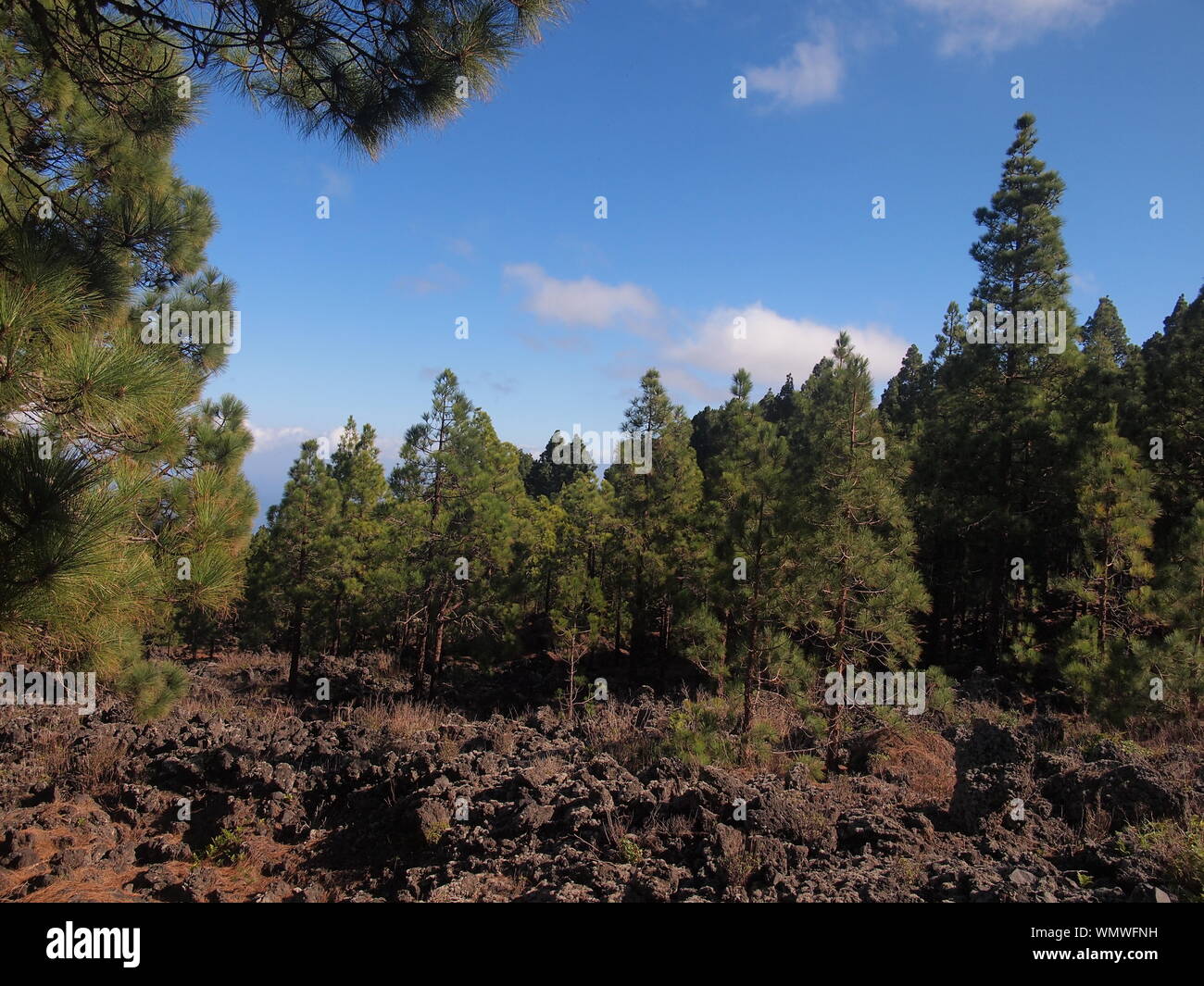 Naturpark Corona Forestal (Teneriffa, Kanarische Inseln, Spanien) Stockfoto