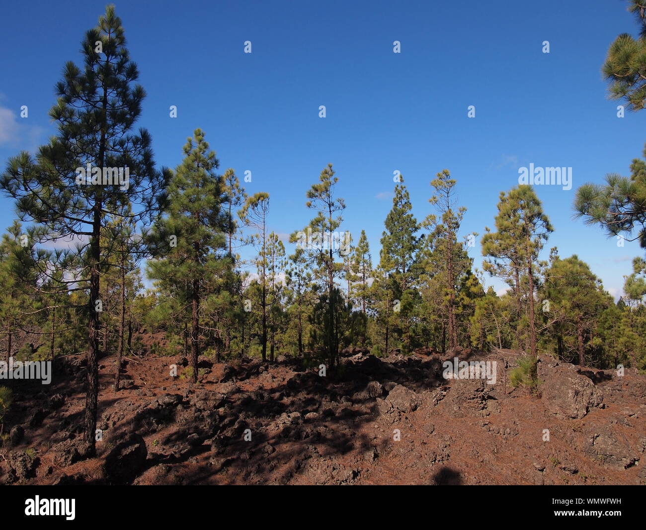 Naturpark Corona Forestal (Teneriffa, Kanarische Inseln, Spanien) Stockfoto