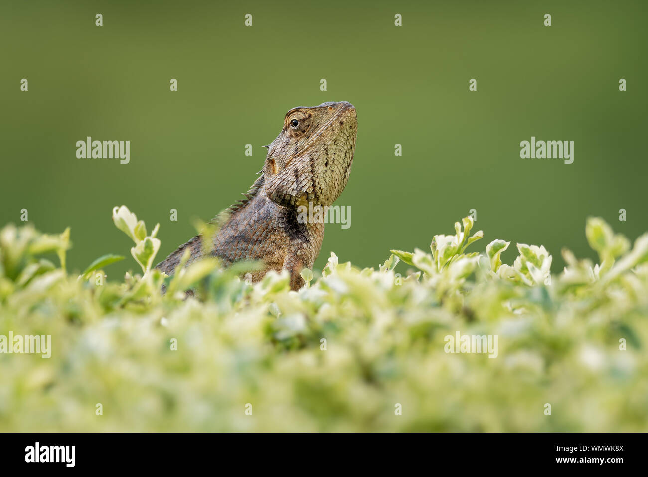 Orientalischer Garten Echse - Calotes versicolor oder östliche Garten Echse, Blutegel oder veränderbaren Eidechse ist ein Drachen Echse gefunden in verteilten Stockfoto