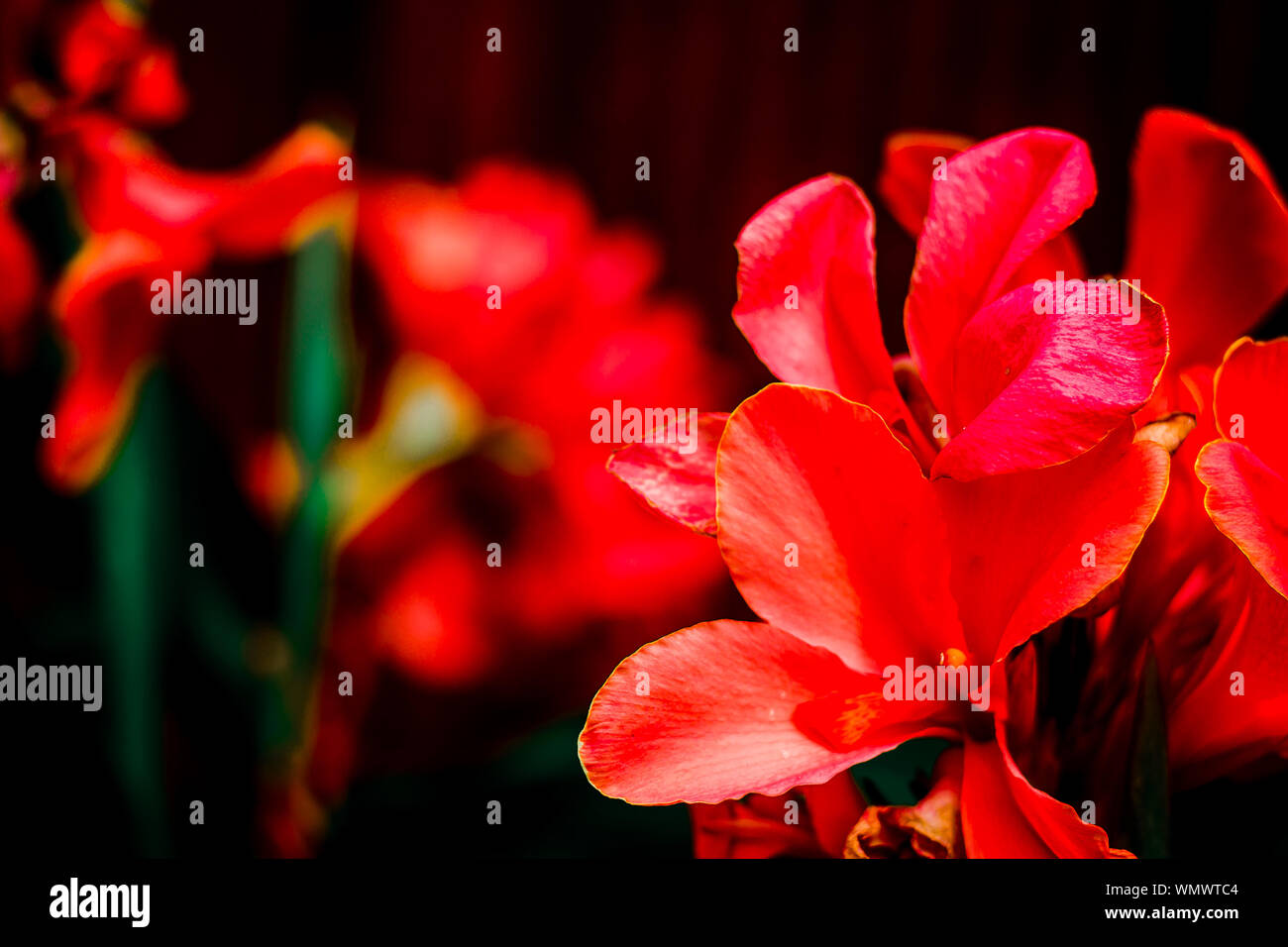 Nahaufnahme von roten Blumen blühen im Freien Stockfoto