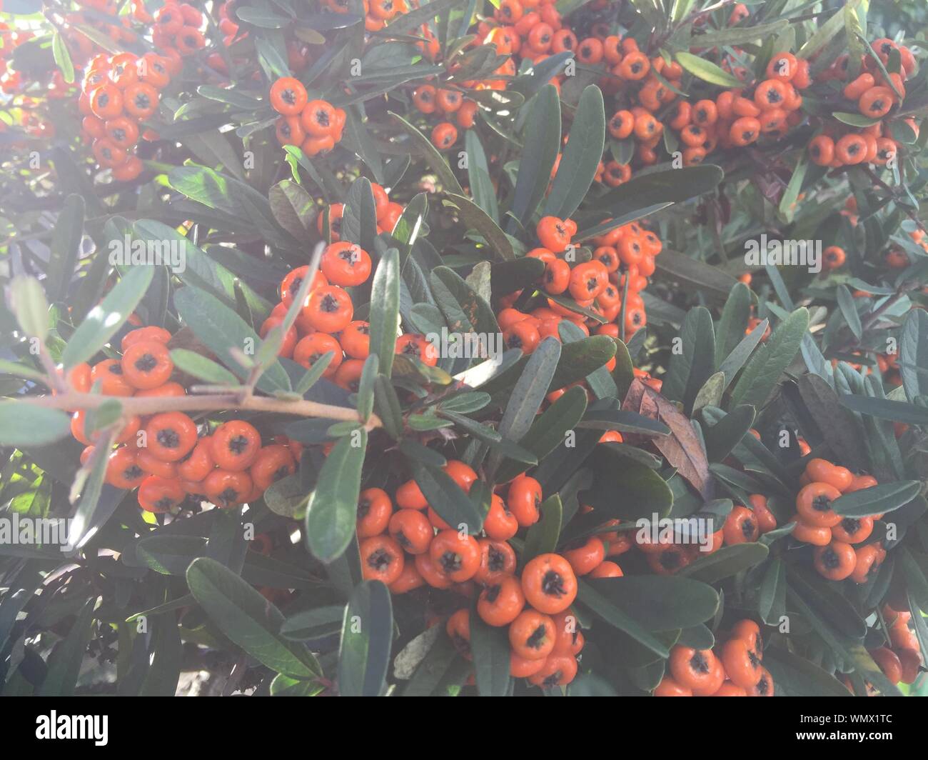 In der Nähe von Orange Waldbeere Früchte Stockfoto