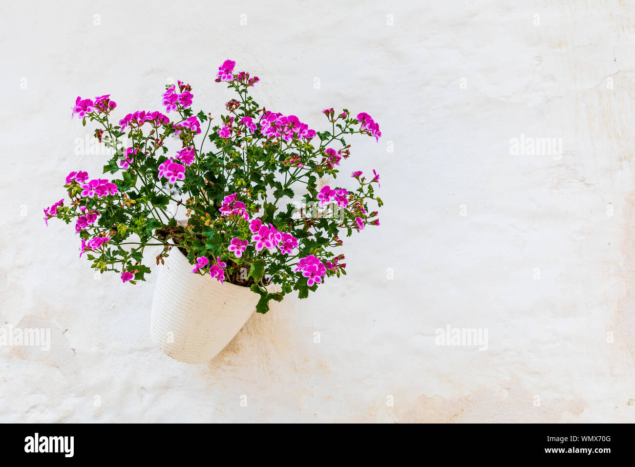 Italien, Apulien, Metropolitan Stadt Bari, Lecce. Lila Blüten in einem weissen Pflanzer auf weißem Stuck Wand. Stockfoto