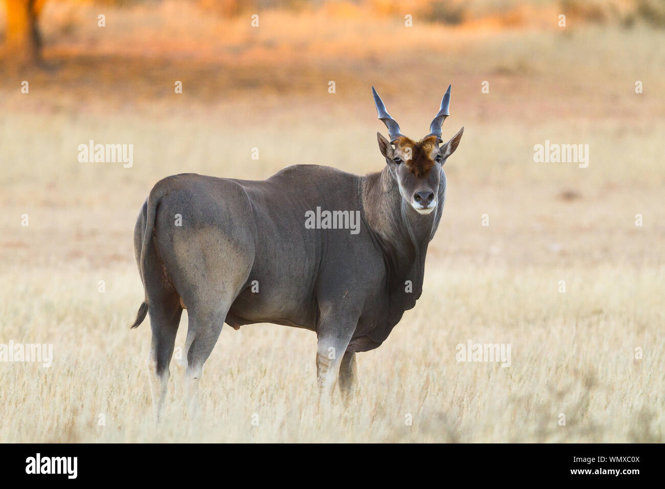 Ein einsamer eland Rambles bis die trockenen Auob Riverbed, Kgalagadi Transfrontier Park, Südafrika. Stockfoto