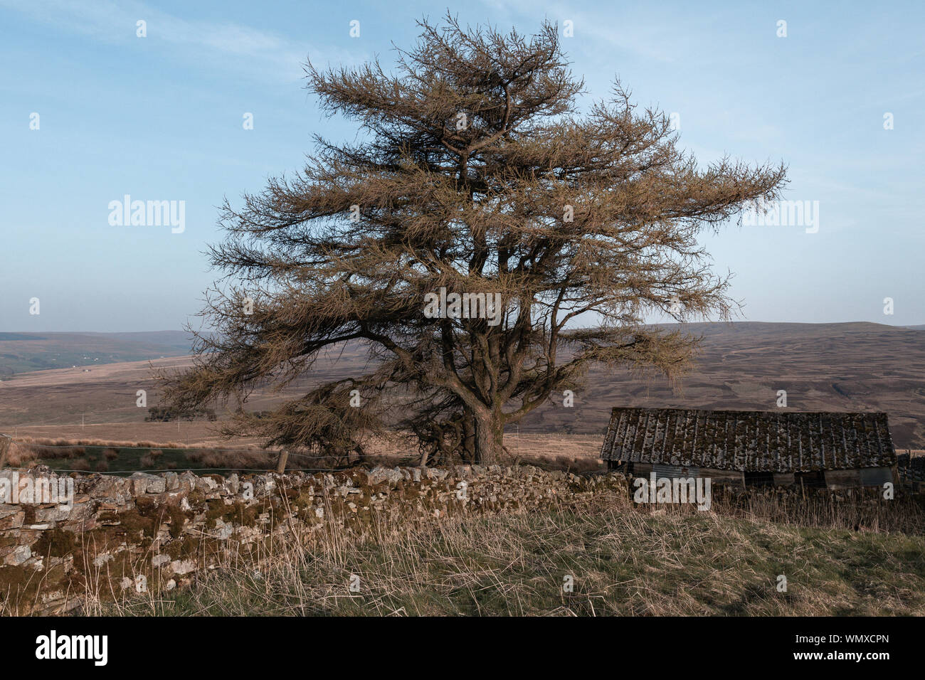 Land Haus mit einigen Felsen bauen Mauer und großen Baum. Sommer sonnigen Tag Stockfoto