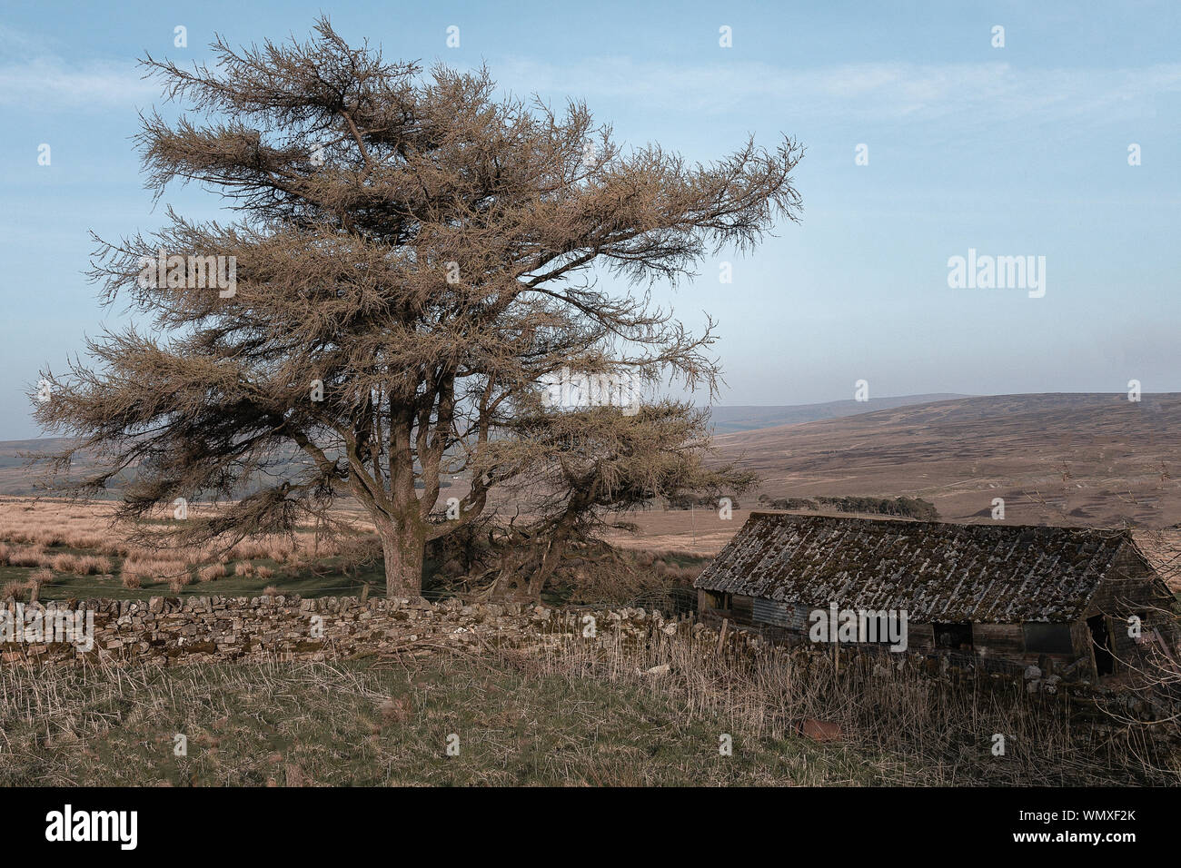 Land Haus mit einigen Felsen bauen Mauer und großen Baum. Sommer sonnigen Tag Stockfoto
