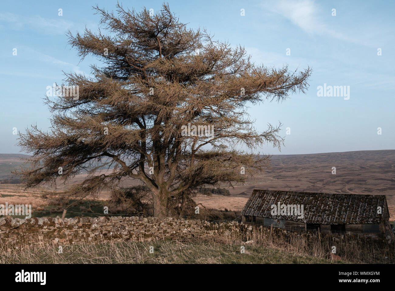 Land Haus mit einigen Felsen bauen Mauer und großen Baum. Sommer sonnigen Tag Stockfoto