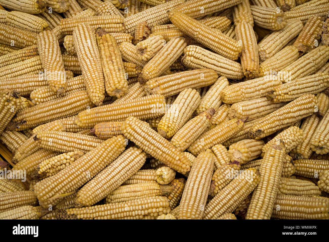 In der Nähe von Mais (Zea mays) Ernte aus einem Kleinbäuerlichen Betrieb in Malawi, Afrika südlich der Sahara. Stockfoto