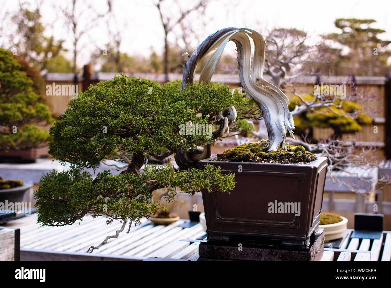 Bonsai Baum Juniperus Chinensis – Japanischer Wacholder In 12 Cm Topf, 30–35 Cm Hoch