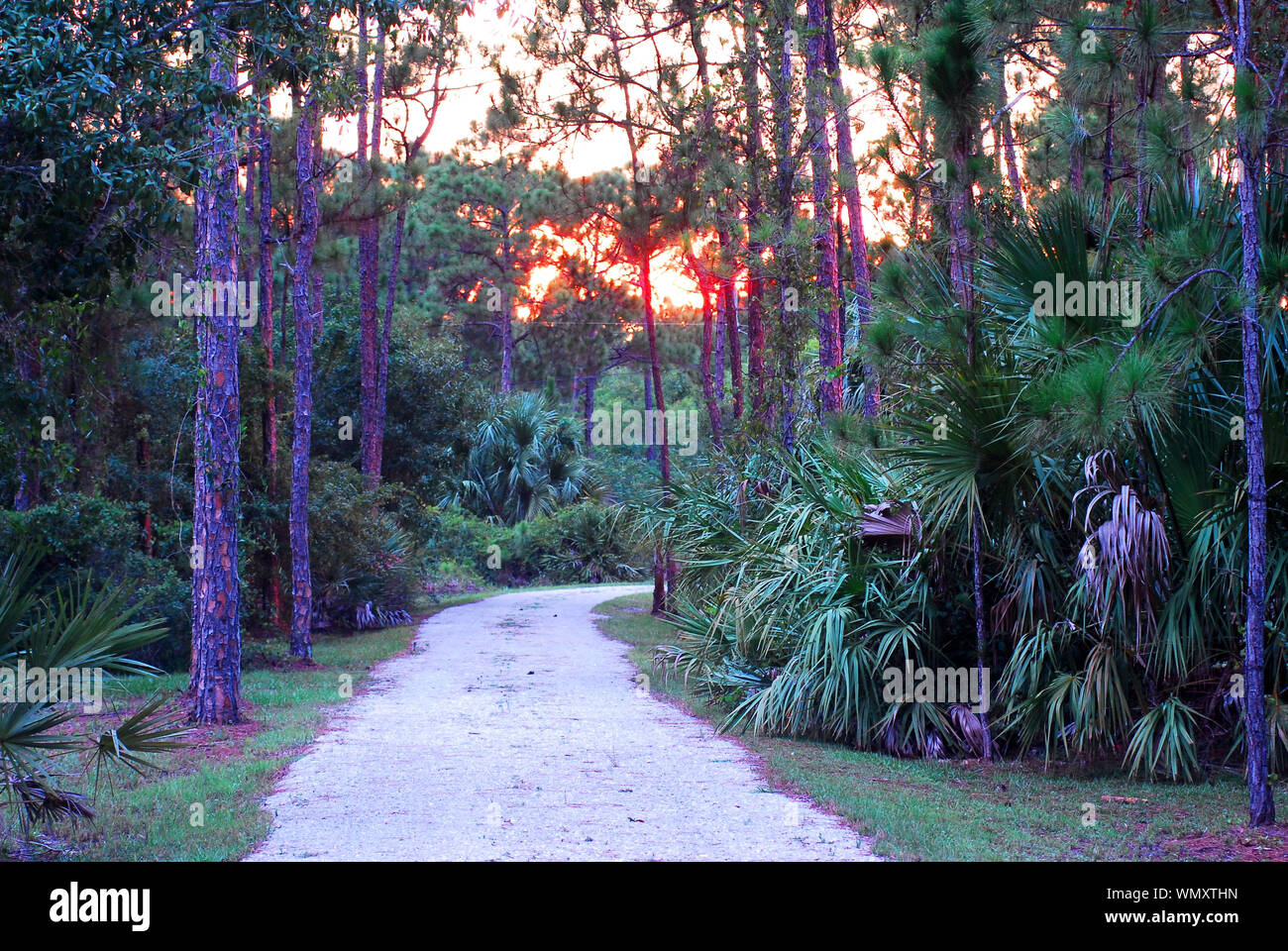 Frühen Sonnenuntergang auf einer friedlichen ländlichen Straßen in South Florida, umgeben von einheimischen Laub von Kiefern und palmettos Stockfoto