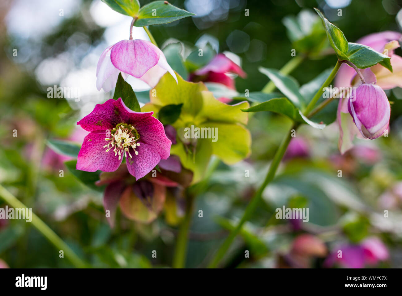 Pretty Pink Christrosen blühen im Frühling in Edmonds Gärten, Christchurch, Neuseeland Stockfoto