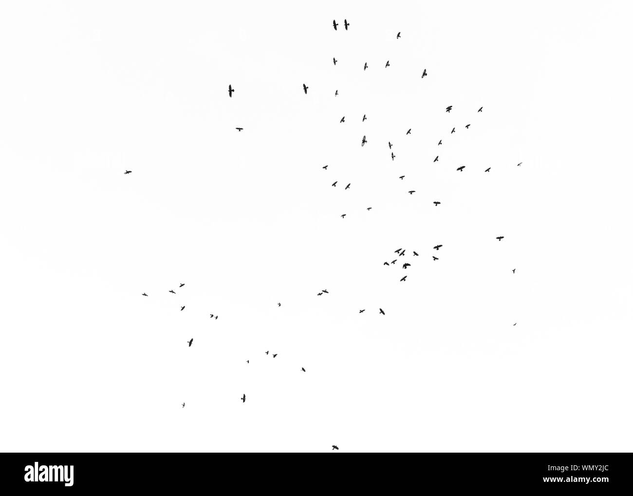 Vogel Silhouetten in blauer Himmel Stockfoto