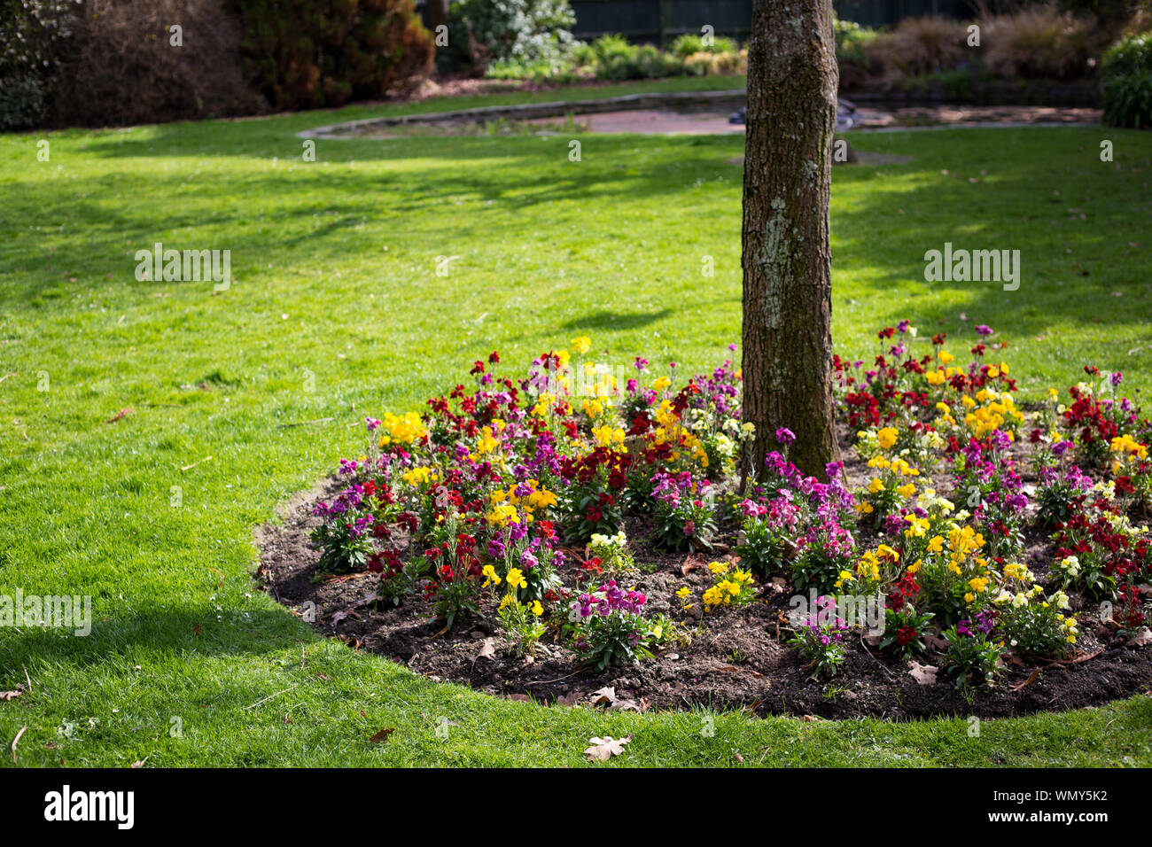 Schönen bunten und duftenden Wallflowers wächst an der Basis der Bäume im zeitigen Frühjahr, Edmonds Gärten, Christchurch, Neuseeland Stockfoto