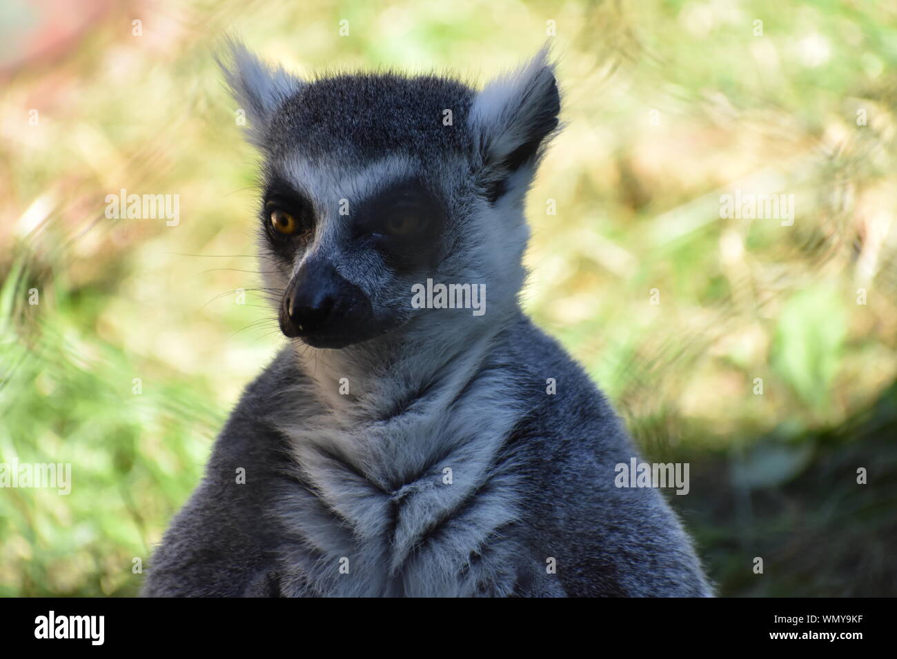 Kontemplative Lemur Stockfoto