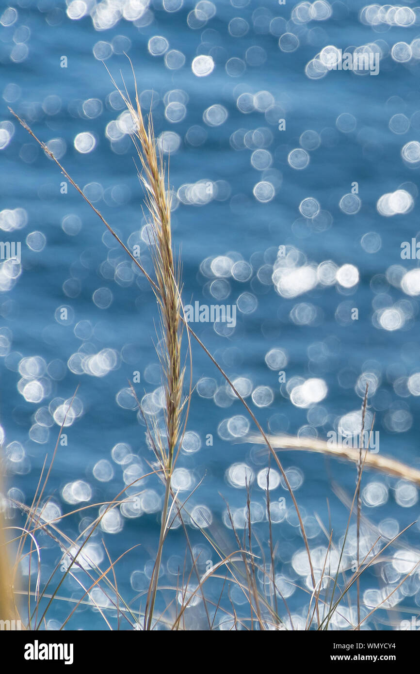 Wilde Pflanzen mit bokeh Hintergrund der Sonne Reflexionen im Meer Stockfoto Wilde Pflanzen mit bokeh Hintergrund der Sonne Reflexionen im Meer Stockfoto