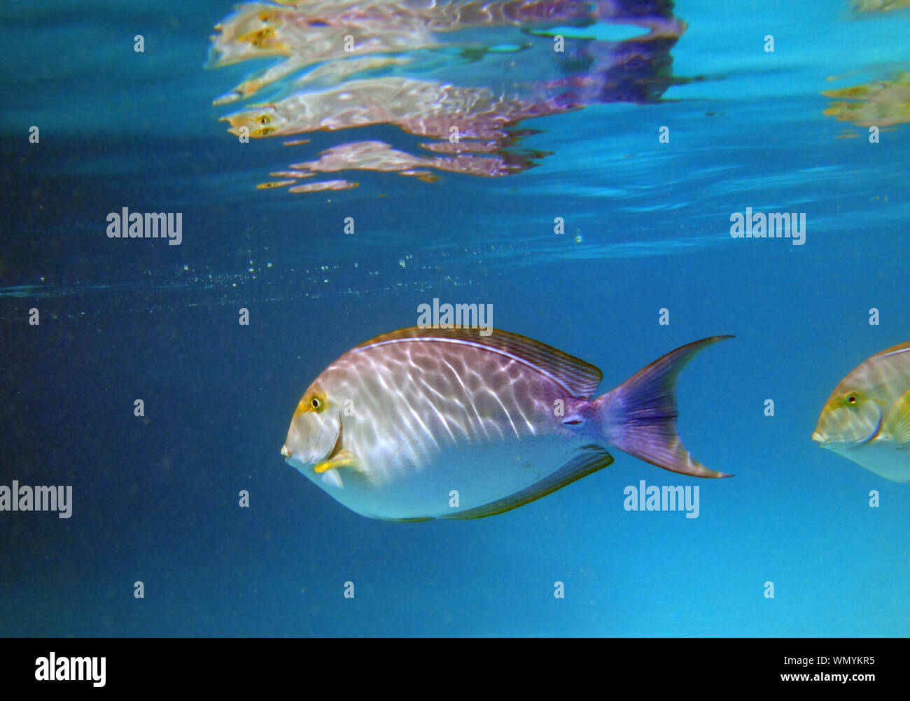 Unterwasseransicht eines Doktorfische (Acanthurus xanthopterus) in der Lagune von Bora Bora, Französisch-Polynesien Stockfoto