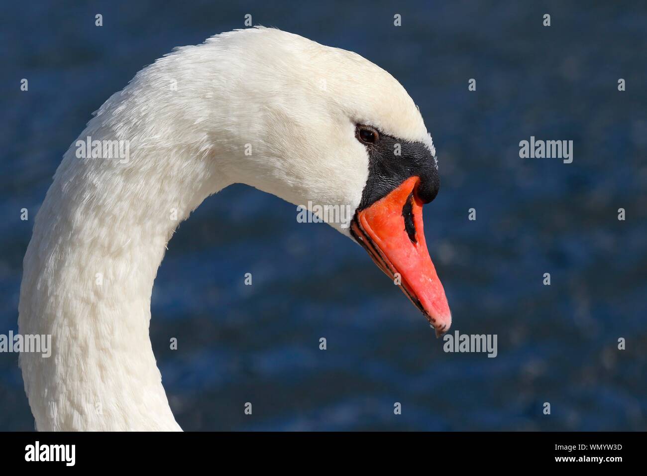 Höckerschwan (Cygnus olor), Tier Portrait, Schleswig-Holstein, Deutschland Stockfoto