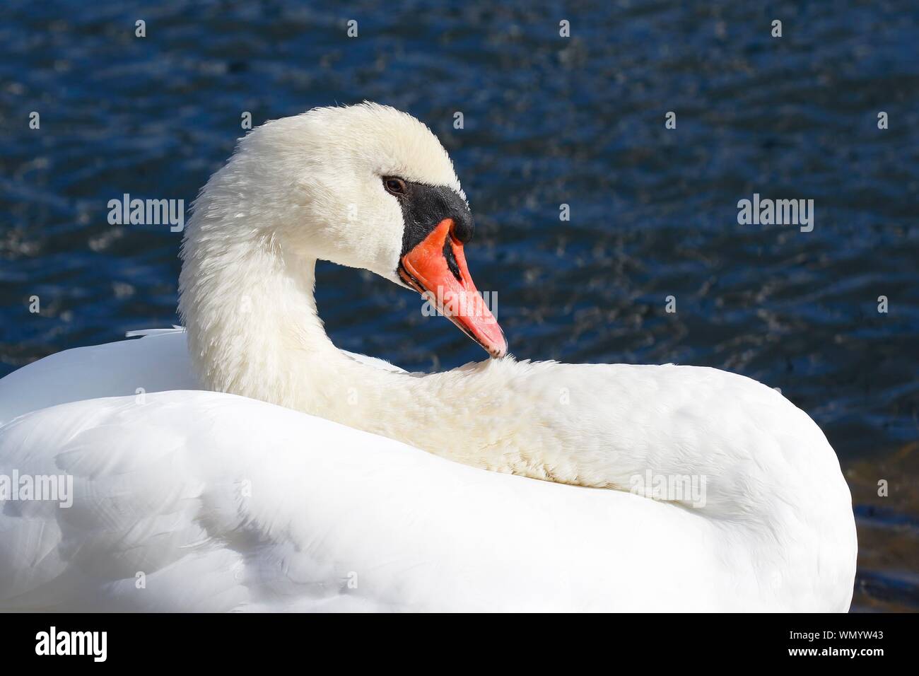 Höckerschwan (Cygnus olor), Tier Portrait, Schleswig-Holstein, Deutschland Stockfoto