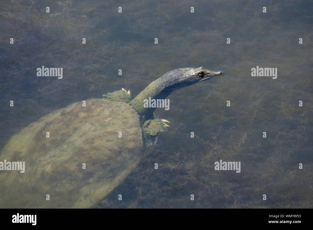 Soft Shell turtle peaking Kopf aus Wasser in einem Teich. Lange Hals Schildkröte mit kurzen Armen. T-Rex Stockfoto