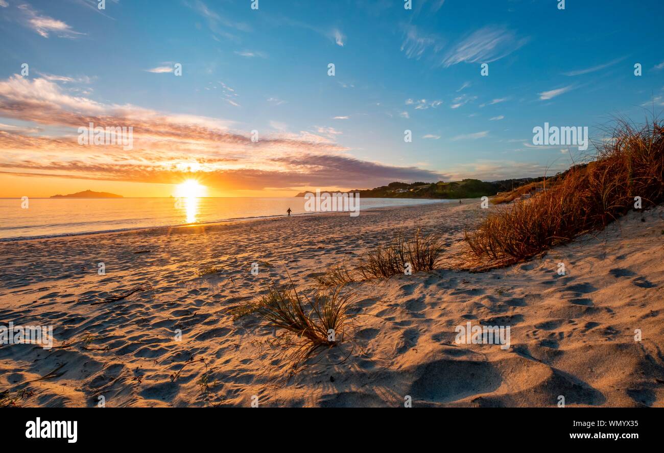 Gräser in den Sand, Strand Waipu Strand bei Sonnenaufgang, waipu Cove, Northland, North Island, Neuseeland Stockfoto