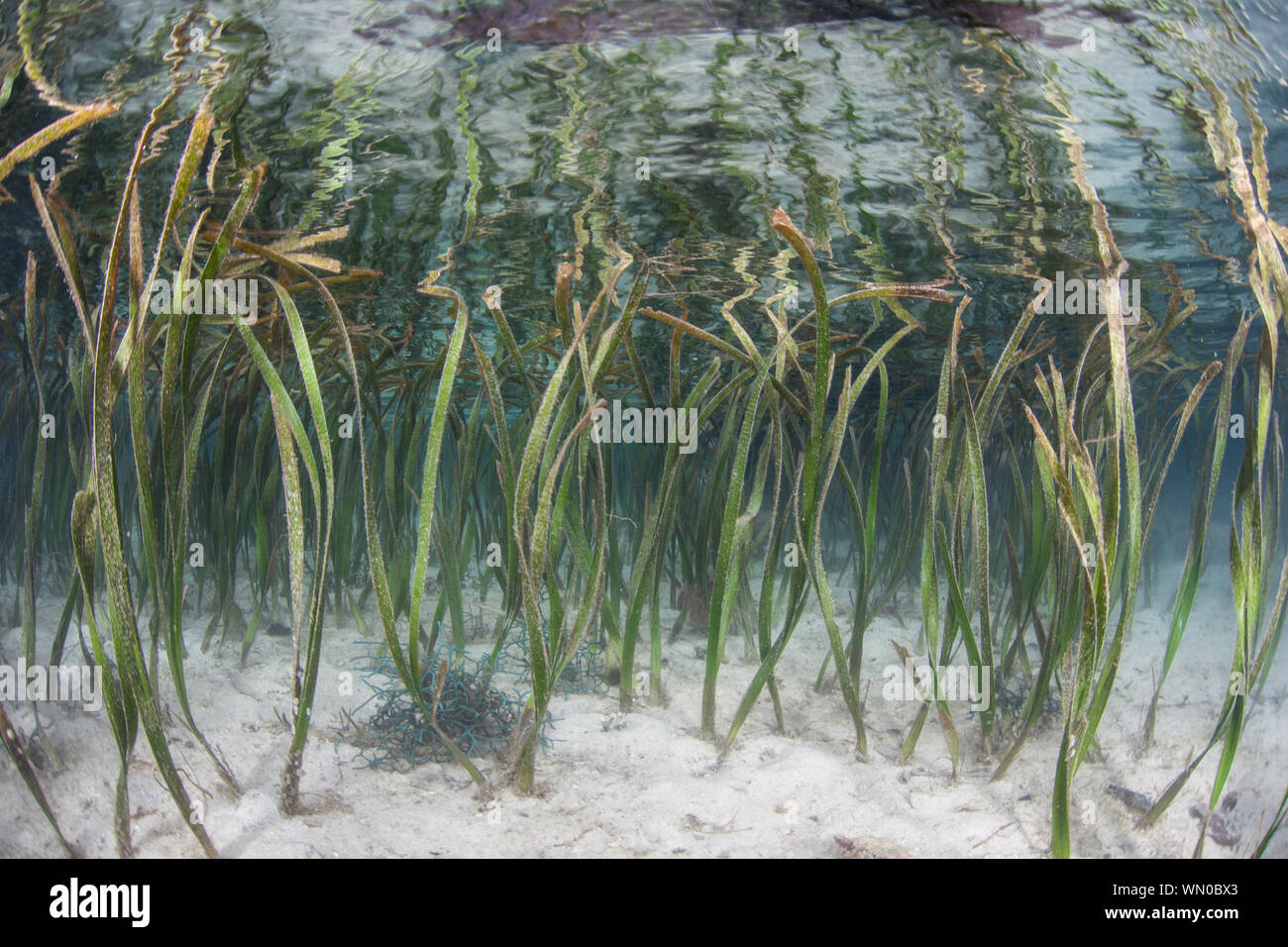 Eine gesunde Seegras Wiese wächst im seichten Wasser in der Nähe einer abgelegenen Insel in Raja Ampat, Indonesien. Seegras bietet ökologisch wichtigen Lebensraum. Stockfoto