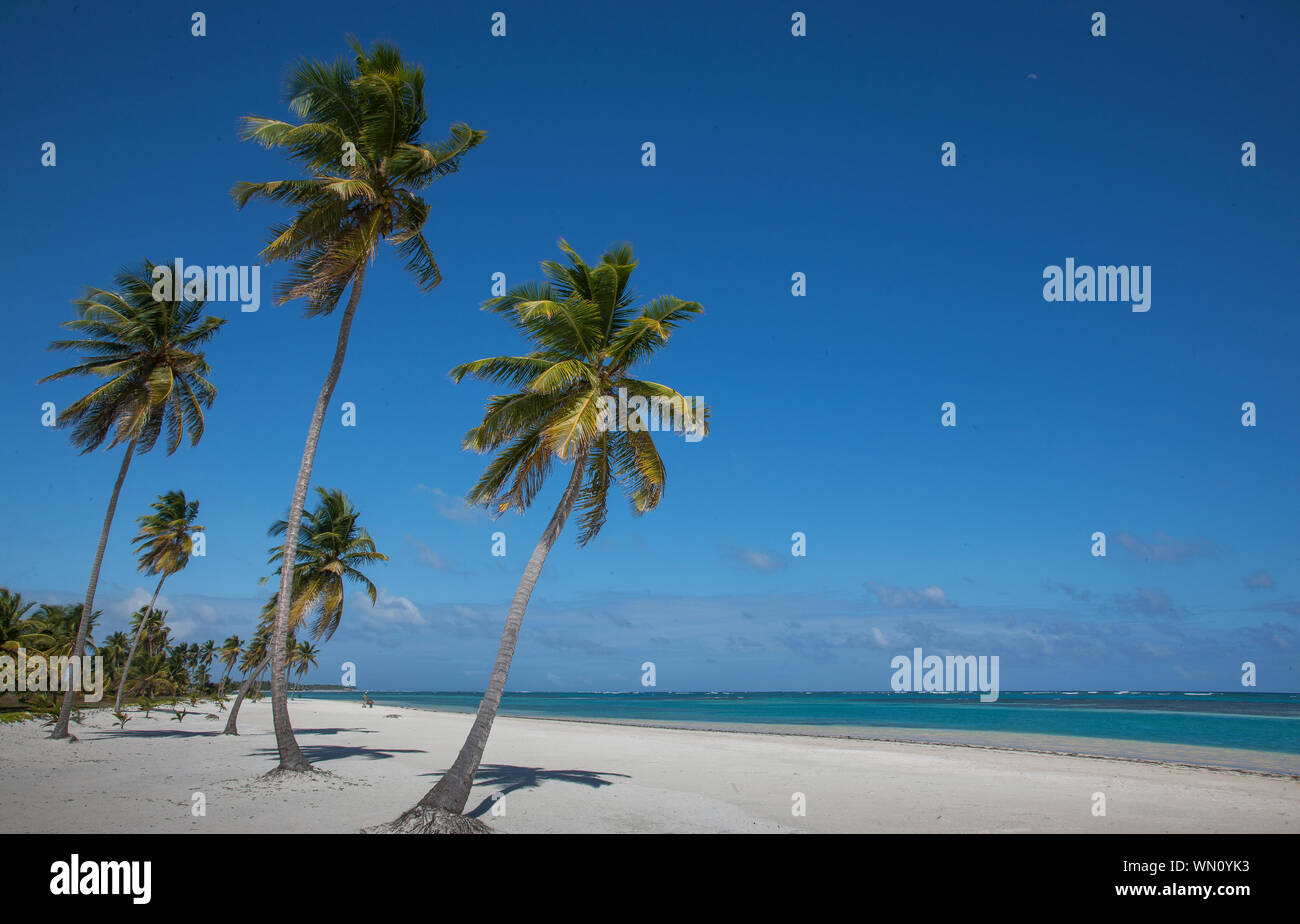 Palmen am Strand in Las Terrenas, Dominikanische Republik Stockfoto