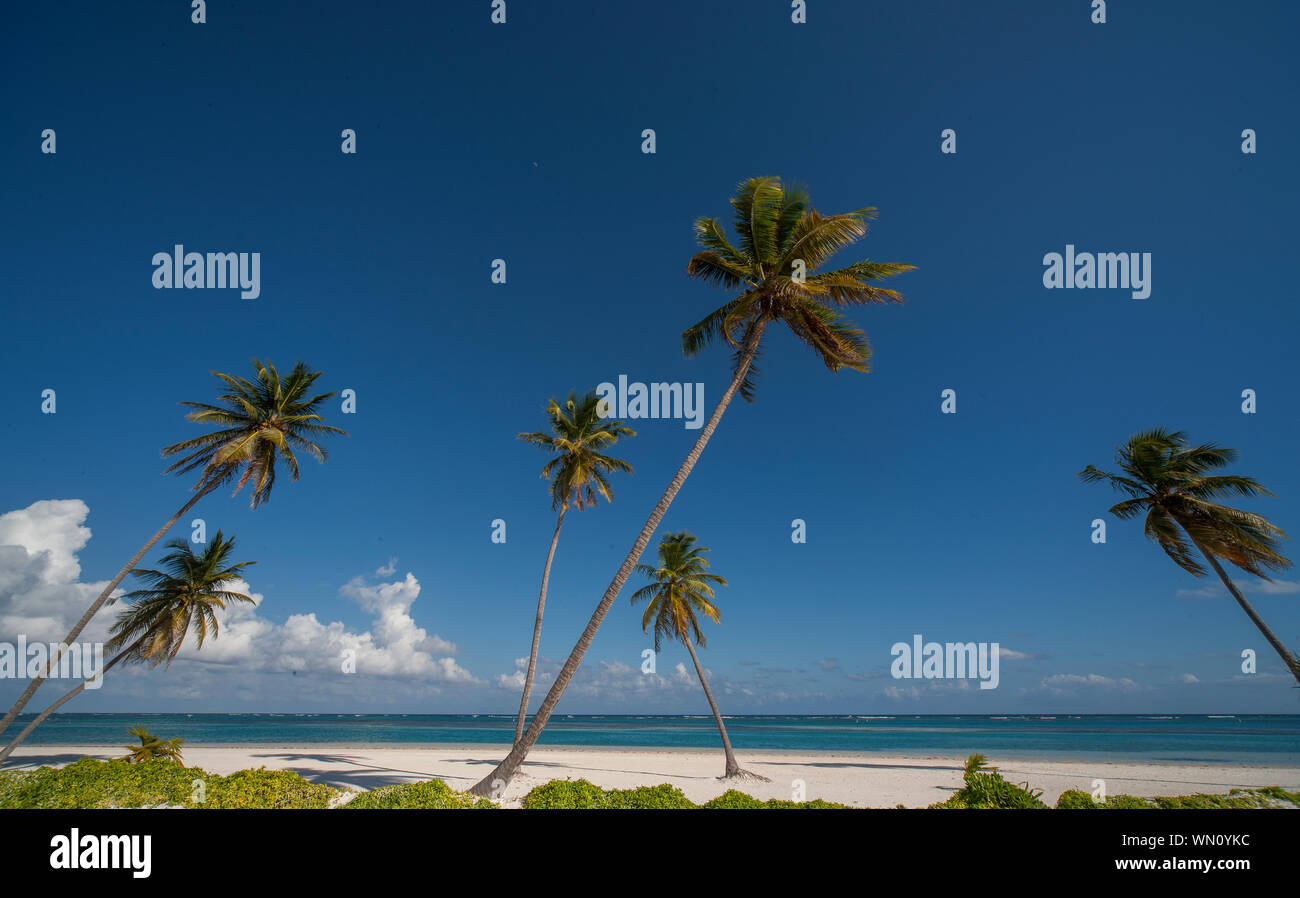 Palmen am Strand in Las Terrenas, Dominikanische Republik Stockfoto