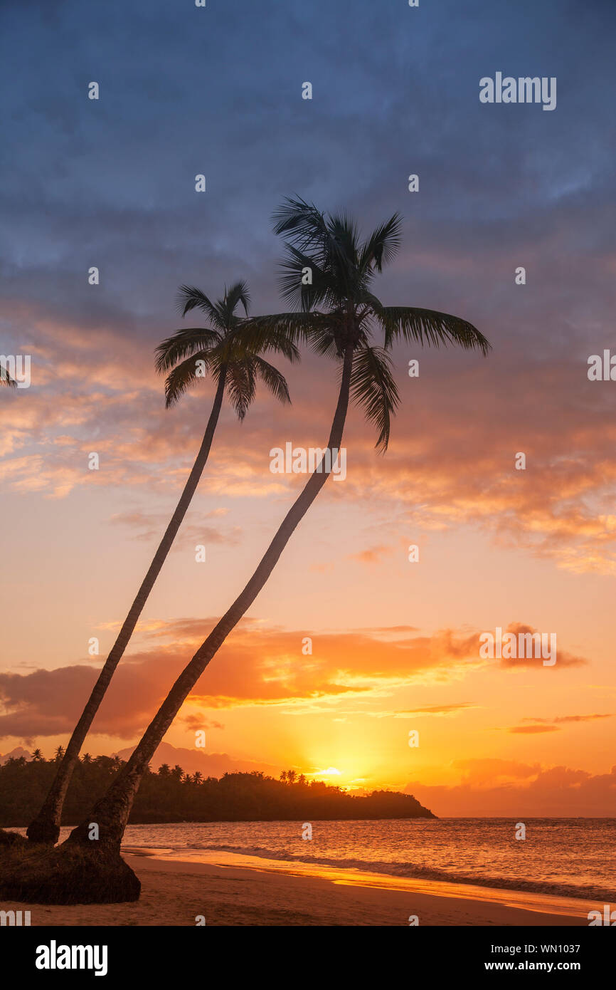 Silhouetten von Palmen am Strand bei Sonnenuntergang in Las Terrenas, Dominikanische Republik Stockfoto