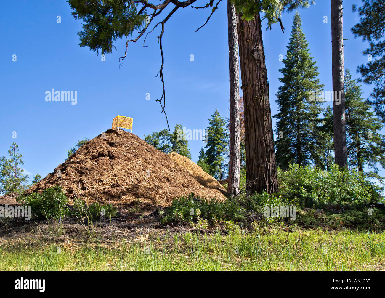 Abgesplitterte Schrägstrich entlang der Autobahn, Mischung aus Douglas Fir'PSEUDOTSUGA MENZIESII '& Ponderosa Pine' Pinus ponderosa', Brandschutz. Stockfoto