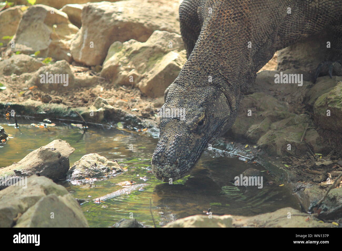 Leguan Trinkwasser aus Pool Stockfoto
