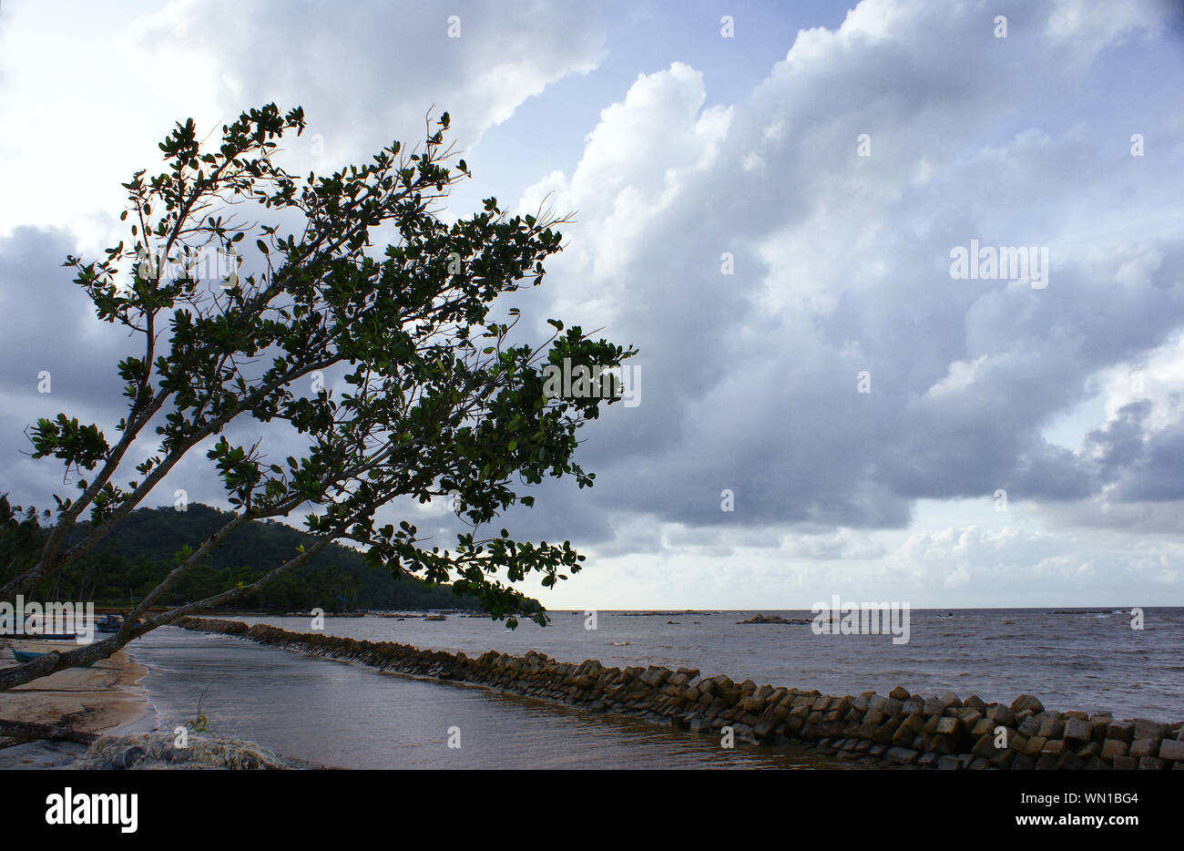 Baum bei Pantai Batu Burung Strand, Singkawang, West Kalimantan, Indonesien Stockfoto