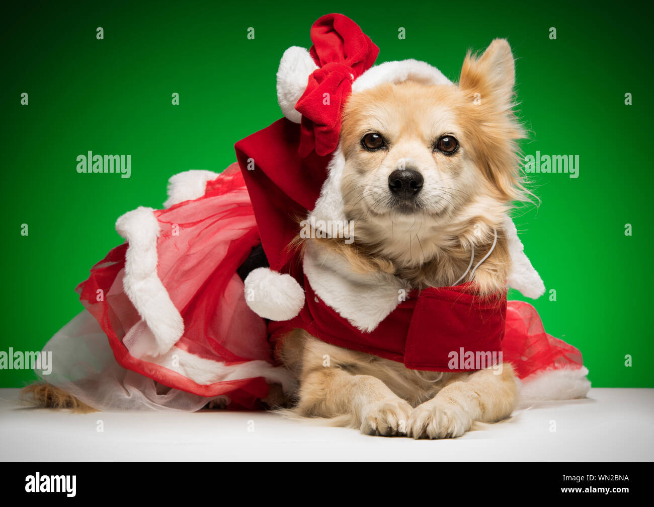 Kostum Hund Grun Stockfotos Und Bilder Kaufen Alamy