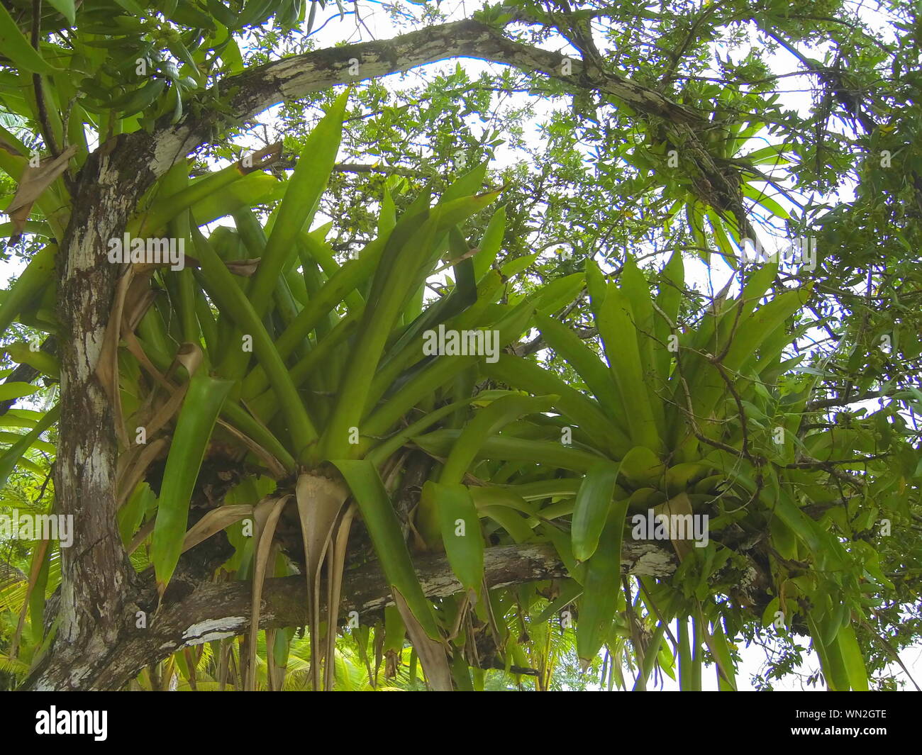 Bromelien wachsen einen Baum auf, in freier Wildbahn wachsen Zimmerpflanzen  Stockfotografie - Alamy