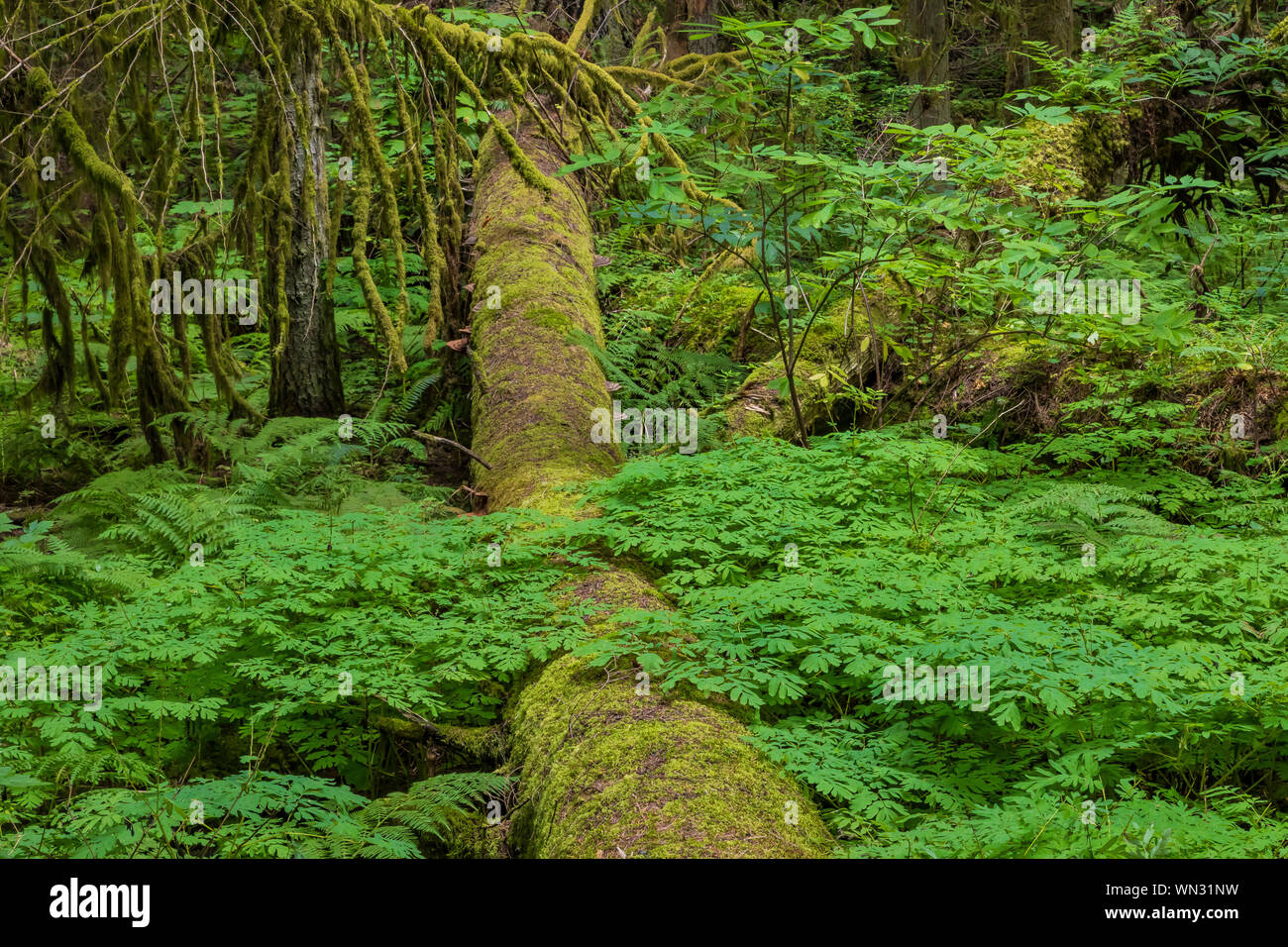 Gefallenen Baum mit Moos im Federation Wald State Park in der Nähe von Mount Rainier, Washington State, USA abgedeckt Stockfoto