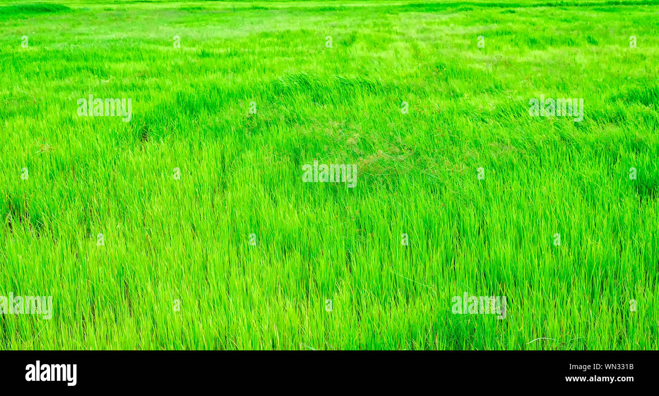 Grüne Natur terrassierten Reisfeldern. Landwirtschaft ländlichen Lebens wachsenden Reisanbau mit blauen himmel wolke landschaft Hintergrund. Landwirtschaftliche Lebensstil und tr Stockfoto