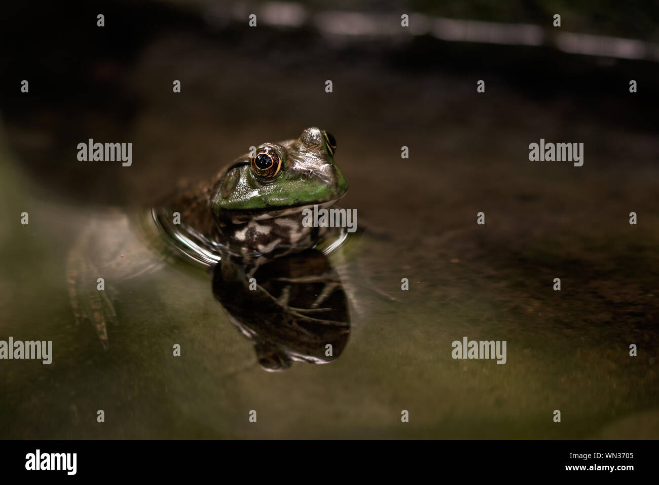 Alpha Amphibian Frosch mit Reflexion im Wasser stehend Starke in der Umwelt Stockfoto