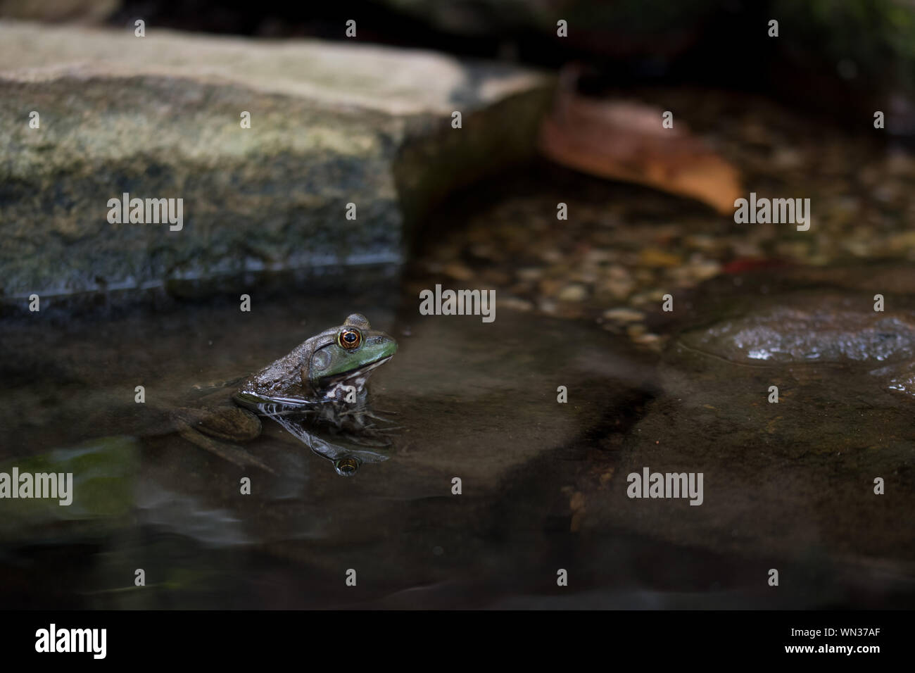 Alpha Amphibian Frosch mit Reflexion im Wasser stehend Starke in der Umwelt Stockfoto