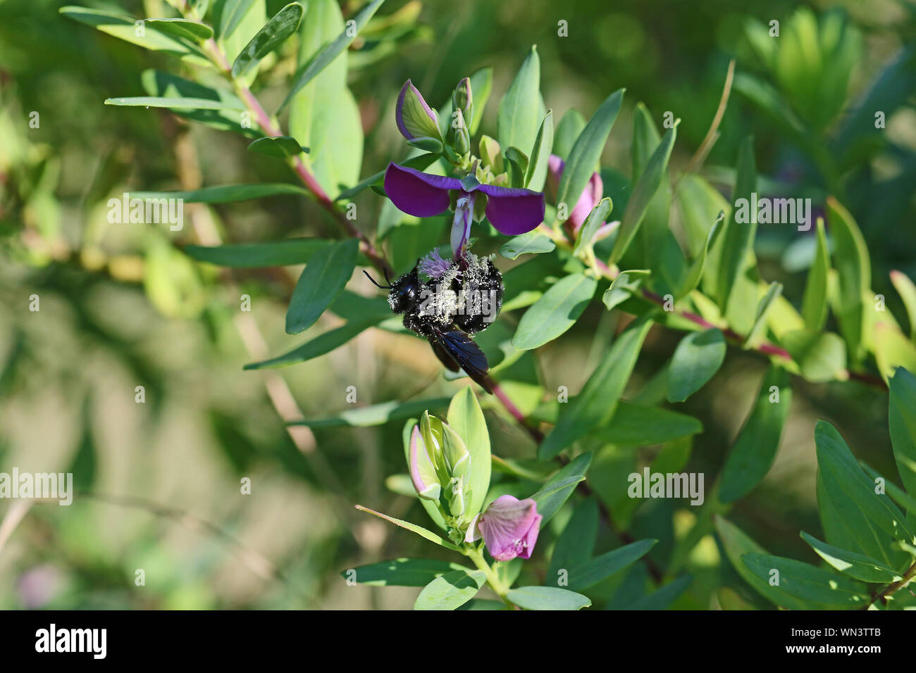 Carpenter bee in Pollen lateinischer Name xylocopa violacea Fütterung auf lila Adenia myrtifolia grandiflora Blume im Frühling in Italien Stockfoto