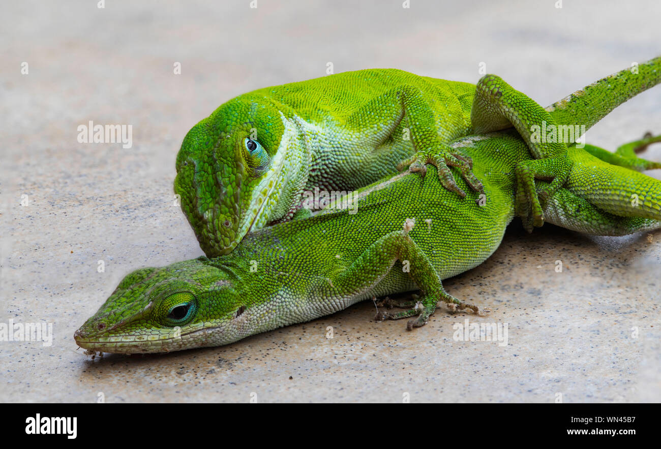 Grüne Eidechsen, die Carolina Anole, Paarung Stockfoto