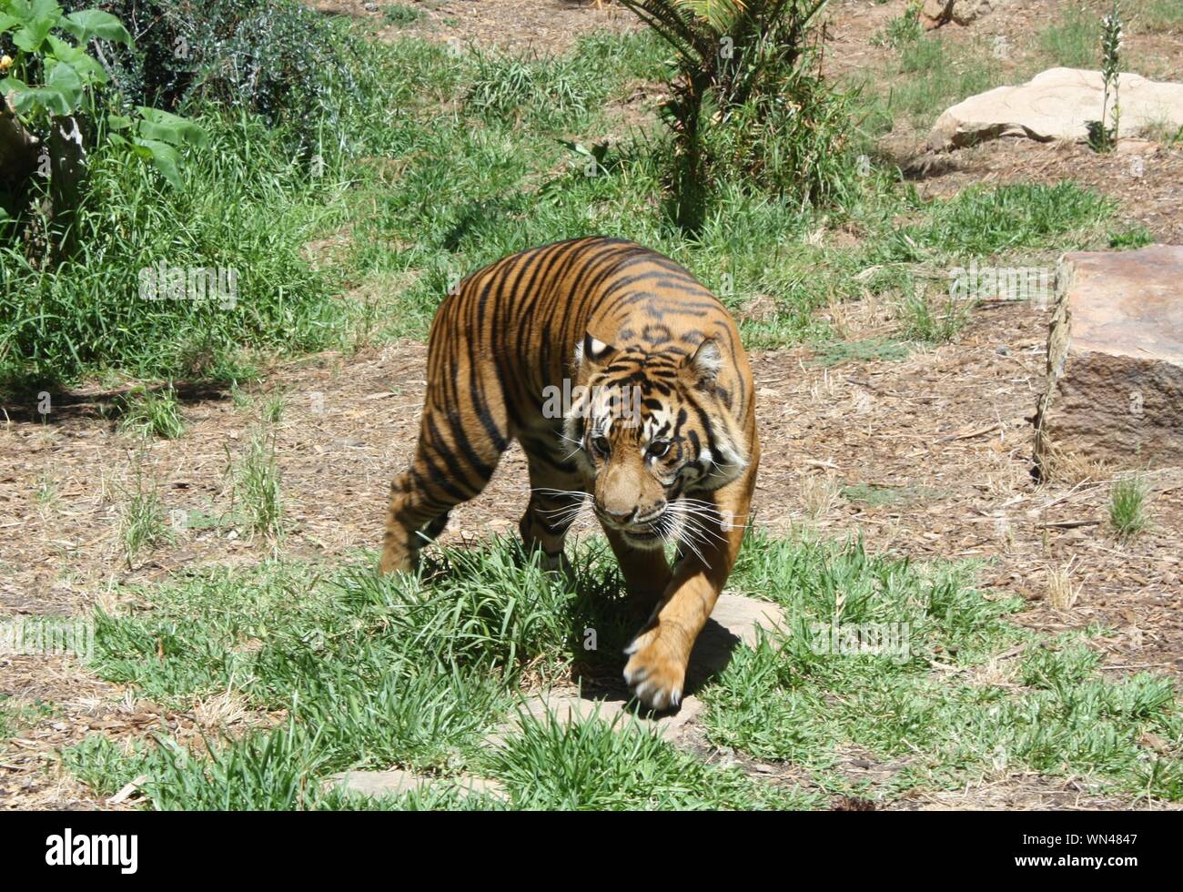 Sumatra Tiger mit grimmigen Ausdruck Herumstreichen im Dschungel Wildnis Stockfoto