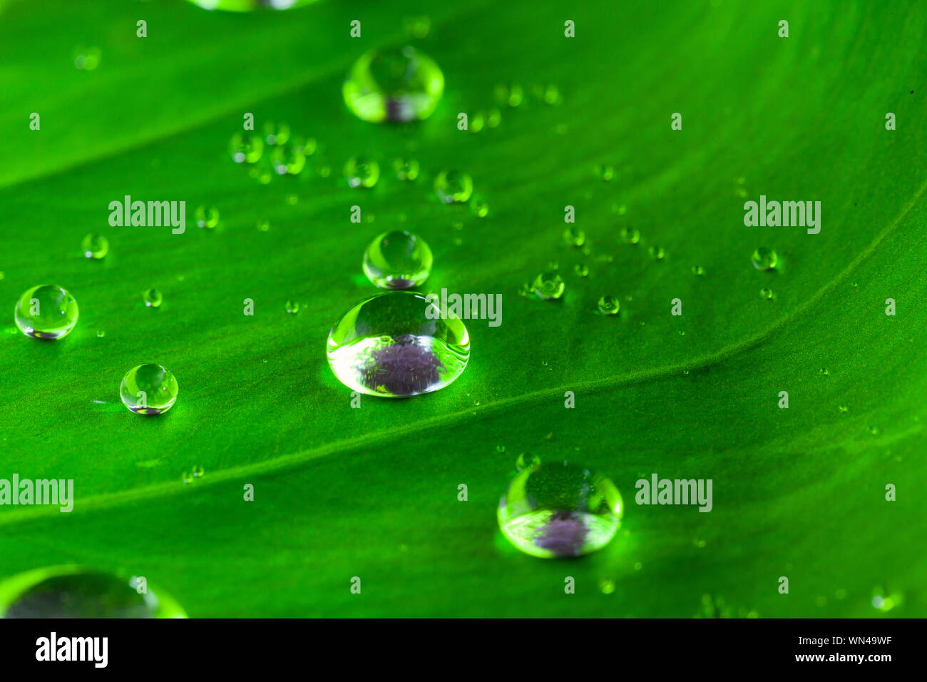 Wassertropfen auf einem grünen Blatt frische dews auf Blatt Natur grüner Hintergrund Stockfoto