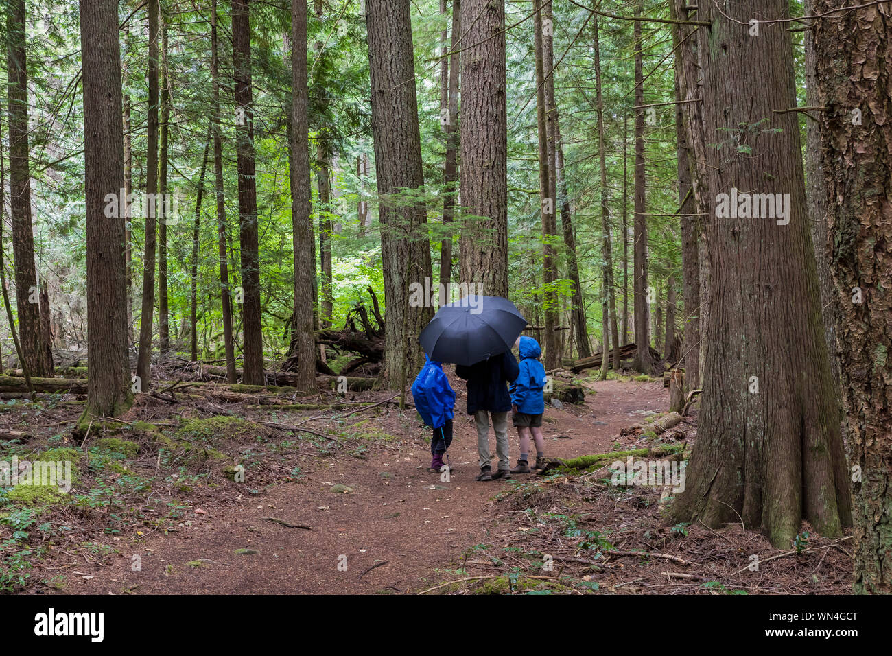 Wanderer an einem regnerischen Tag in der Föderation Wald State Park in der Nähe von Mount Rainier, Washington State, USA Stockfoto