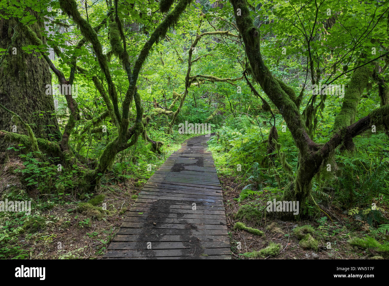 Promenade mit Weinstock Ahorn, Acer circinatum, in der Föderation Wald State Park in der Nähe von Mount Rainier, Washington State, USA Stockfoto