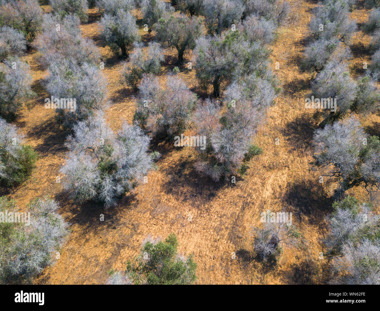 Italien Olive Krise eine Drohne Blick auf Olivenbume Hit "Xylella  fastidiosa durch Bakterien in der Region Apulien, Italien im September  2019. '. Der Erreger caus Stockfotografie - Alamy