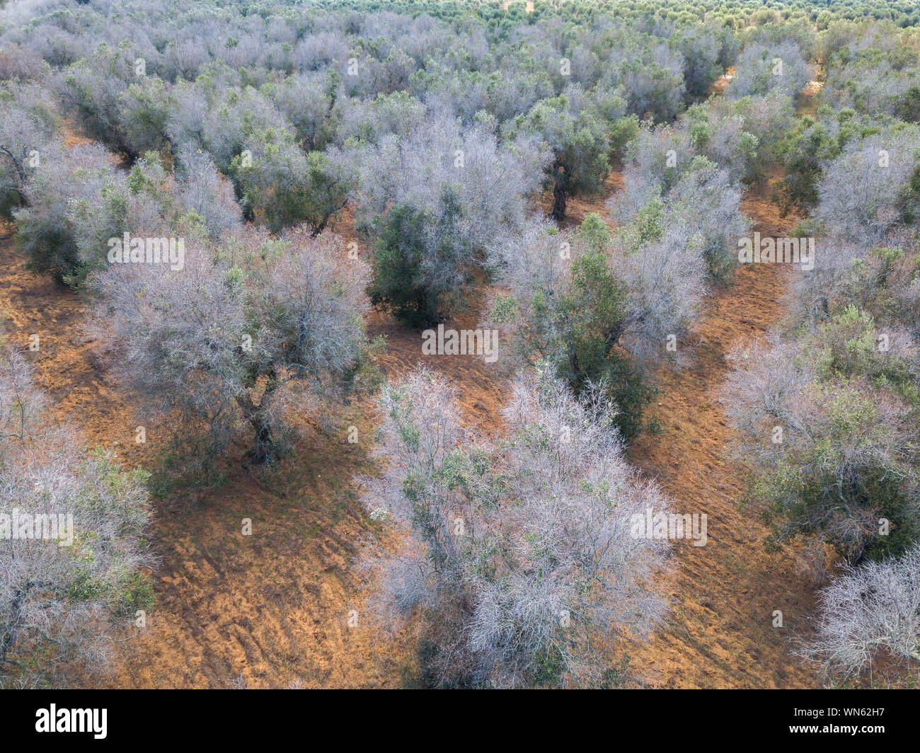 Italien Olive Krise eine Drohne Blick auf Olivenbume Hit "Xylella  fastidiosa durch Bakterien in der Region Apulien, Italien im September  2019. '. Der Erreger caus Stockfotografie - Alamy