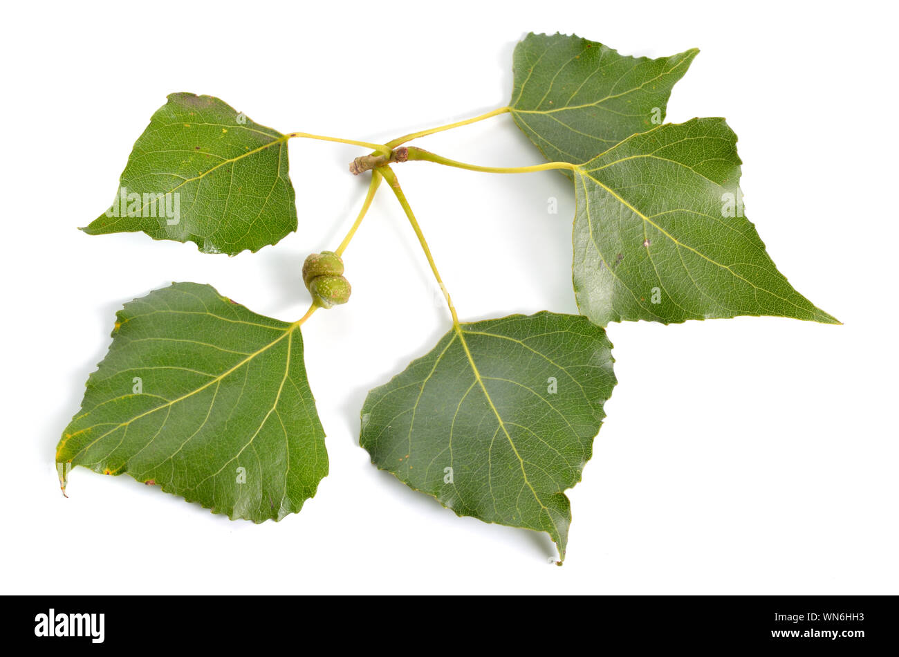 Populus oder Aspen, Cottonwood leawes auf weißem Hintergrund. Stockfoto