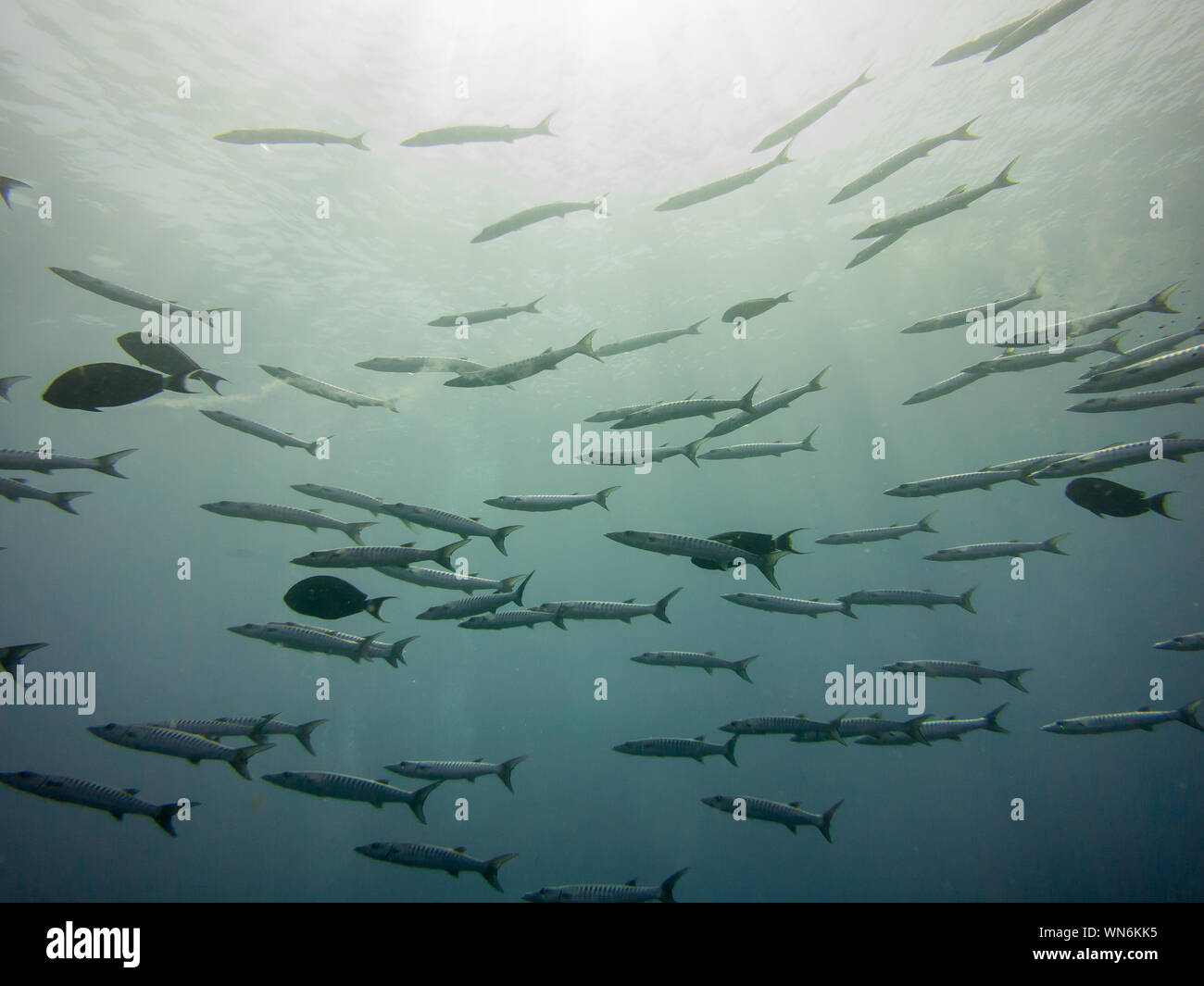 Barracuda im Roten Meer Stockfoto