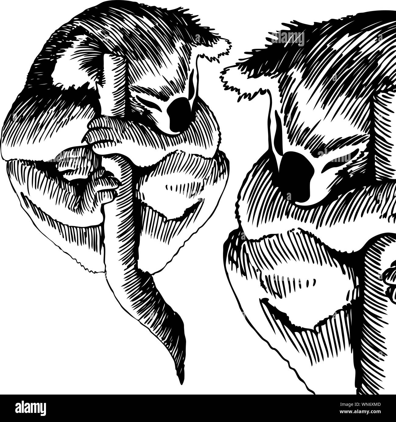 Koalabär Stock Vektor