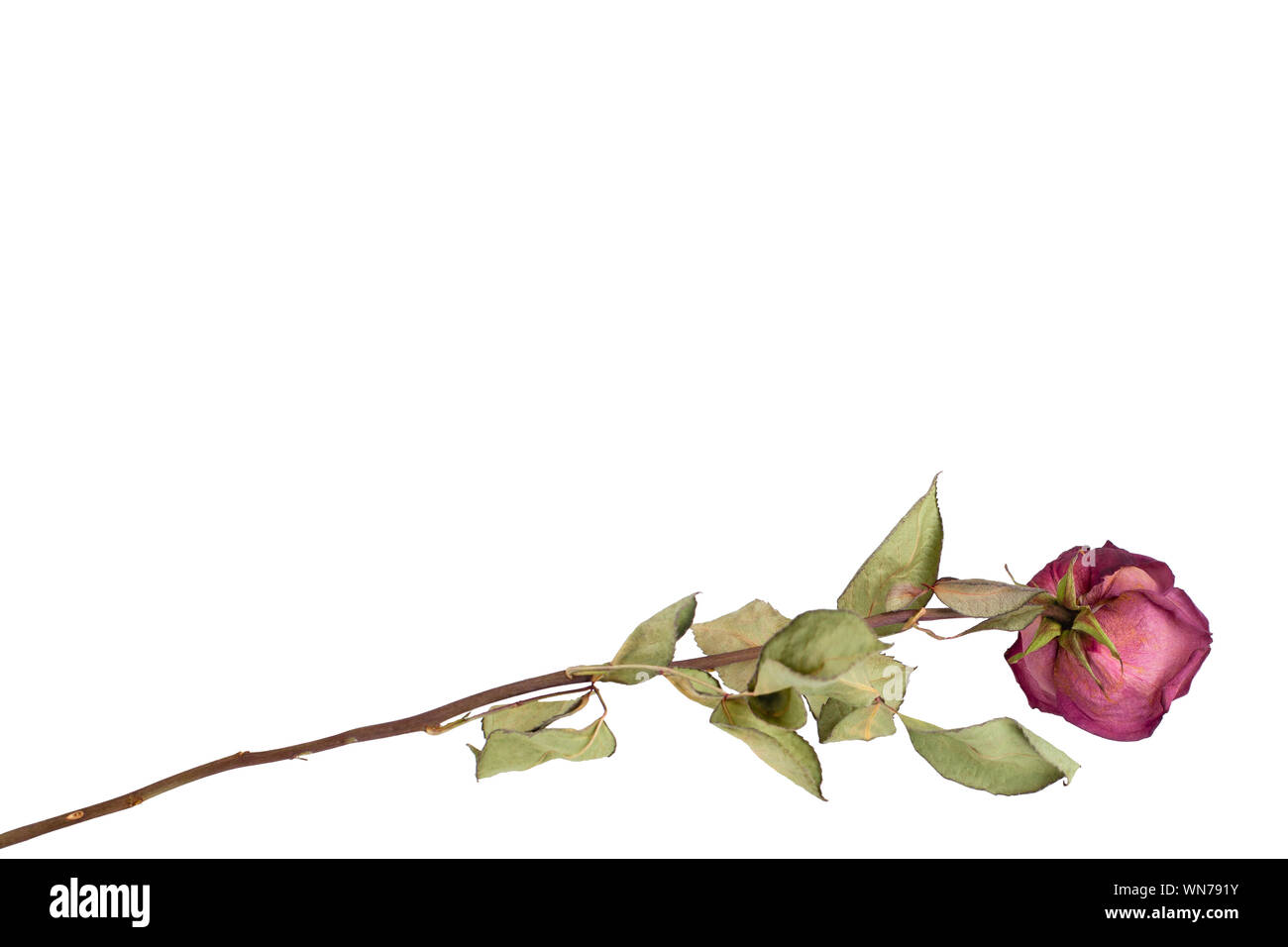 Eine burgund Rose Blüte mit langem Stiel auf weißem Hintergrund Nahaufnahme Blick nach hinten, Dekor für Grußkarten, holiday Banner, Einladung Hochzeit Stockfoto
