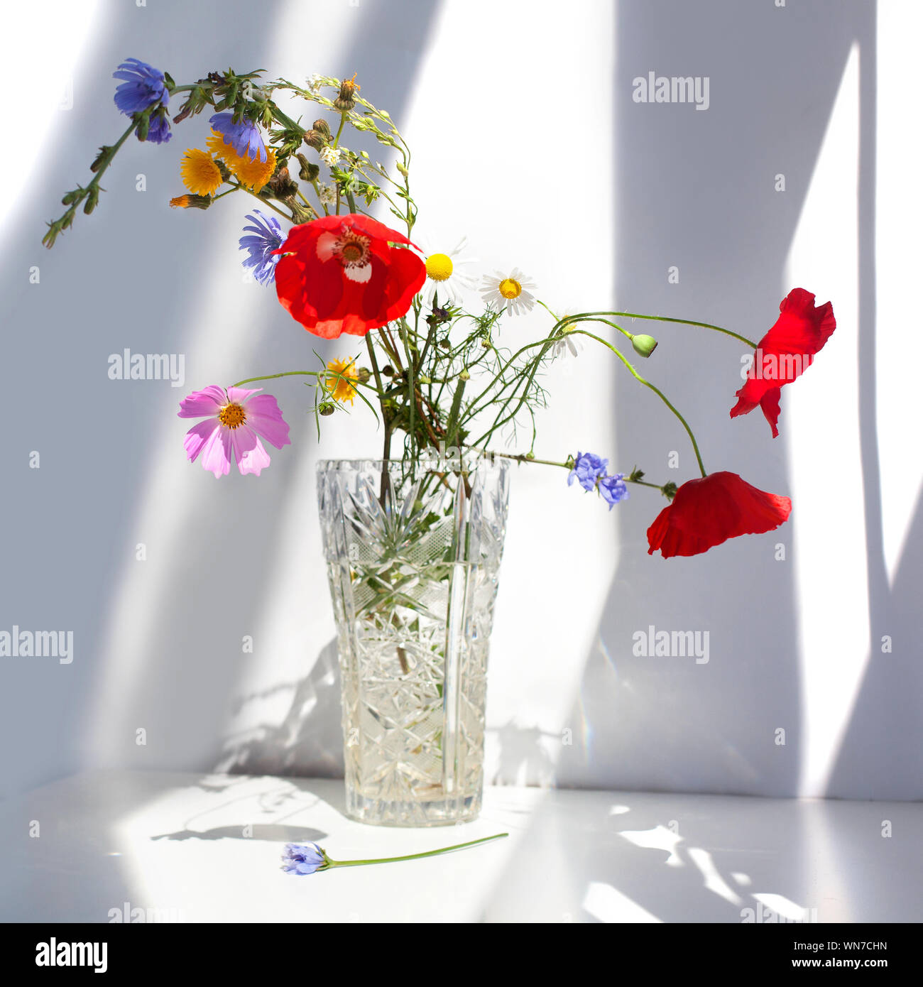 Hellen schönen Blumenstrauß einfaches Feld blumen Kamille Mohn rot weiss blau violett grün in einem Kristall Vase mit Wasser auf weißem Hintergrund Stockfoto